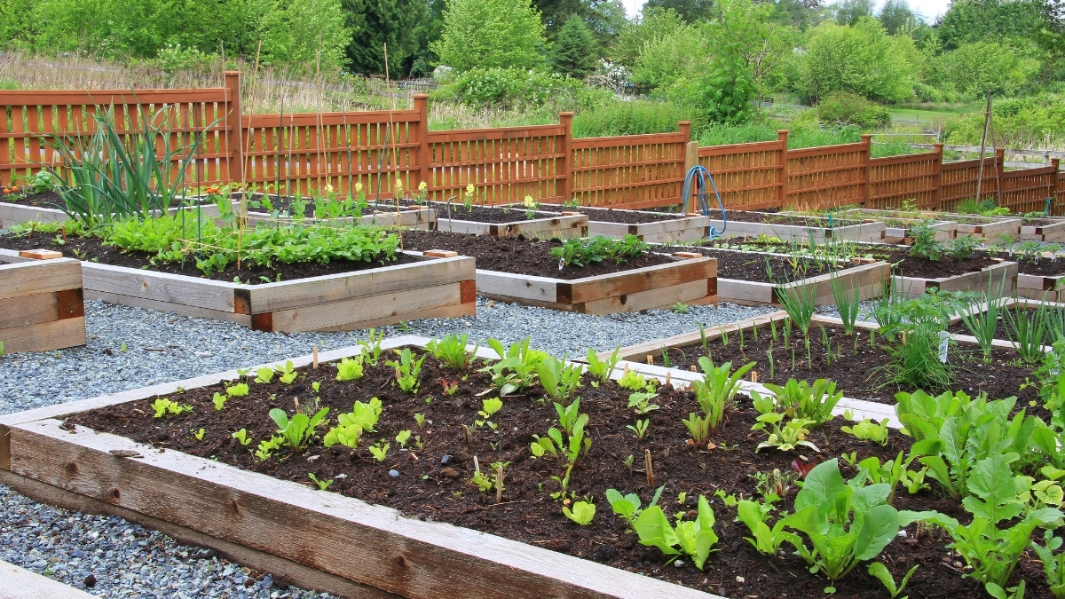 The Perfect Garden Layout: Design Tips and Planning Tools for May Planting